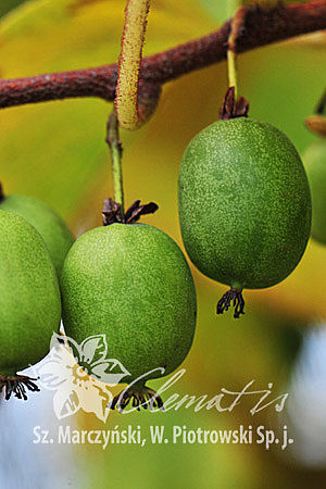 Актинидия острая Кокува самопылящийся